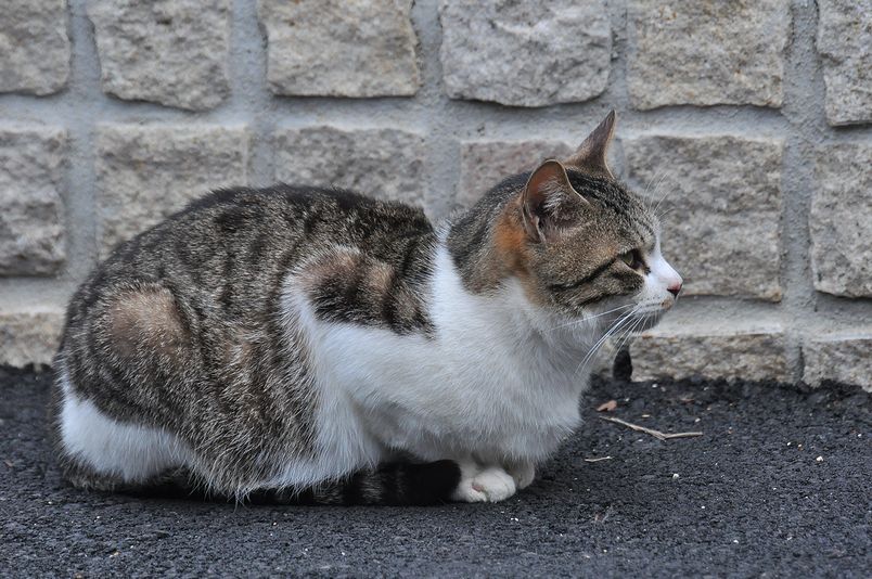 3月4日(くもりのち雨)タイトル:モンシロゲットならず_f0105542_01410.jpg