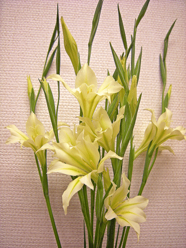 3月5日 グラジオラス トリスティス 花ねこ日記