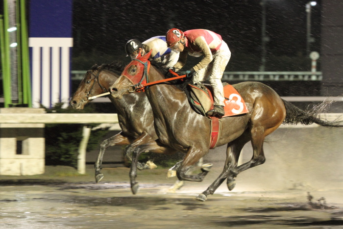 2012年3月4日（日） 高知競馬 10R 高知城花回廊特別 C1-1選抜馬_a0077663_12411158.jpg