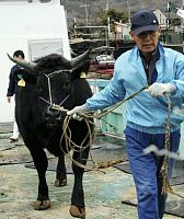 「オリーブ牛」初輸出　マカオの業者、おいしさ認識　香川・小豆島_a0151580_11455874.jpg