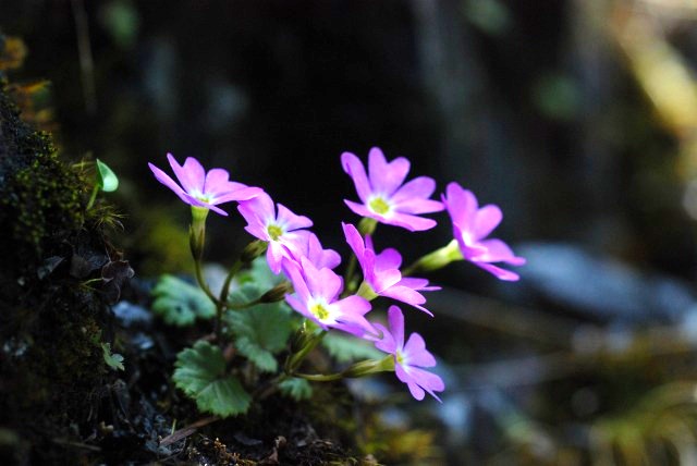 \'11初見の花（14）―シナノコザクラ―_d0168292_933117.jpg