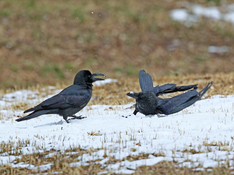 雪と遊ぶ「カラス」さん♪_d0195897_14295745.jpg