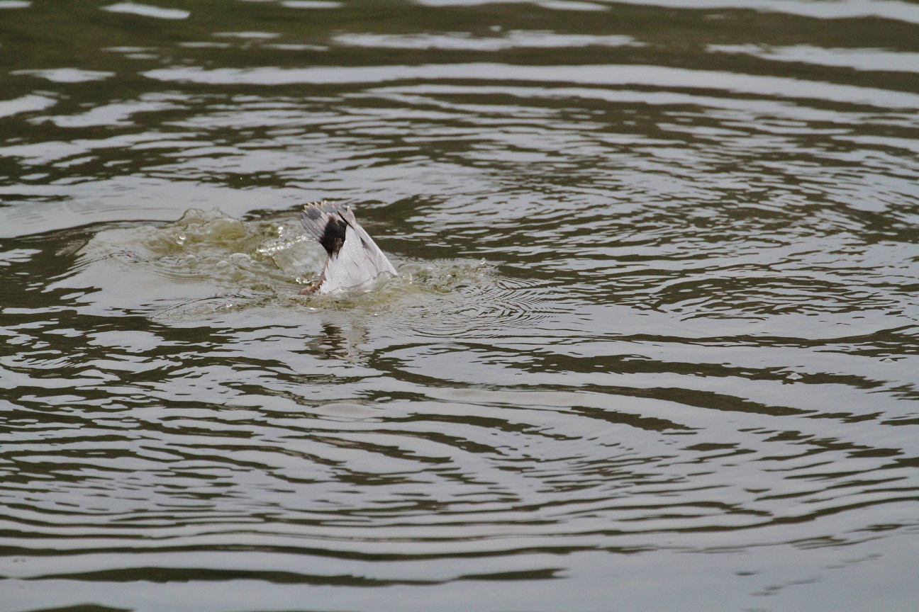 溜め池の水鳥　　　　≪　　　ホシハジロ　　　≫_a0140000_2138678.jpg