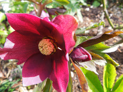 試し撮りの花_c0051105_15584521.jpg