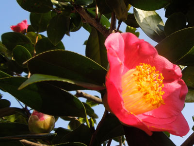 試し撮りの花_c0051105_16272952.jpg
