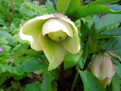 試し撮りの花_c0051105_1645616.jpg