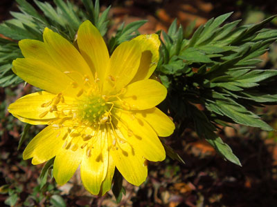試し撮りの花_c0051105_17261740.jpg