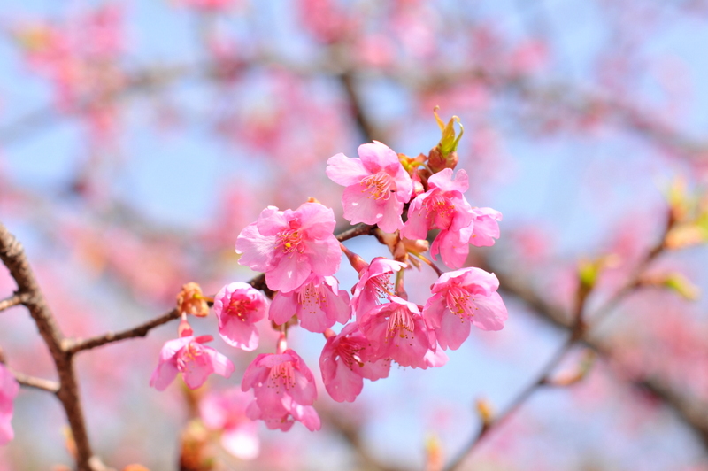 志島ヶ原の梅林と野間馬ハイランドの河津桜_f0184314_17522522.jpg