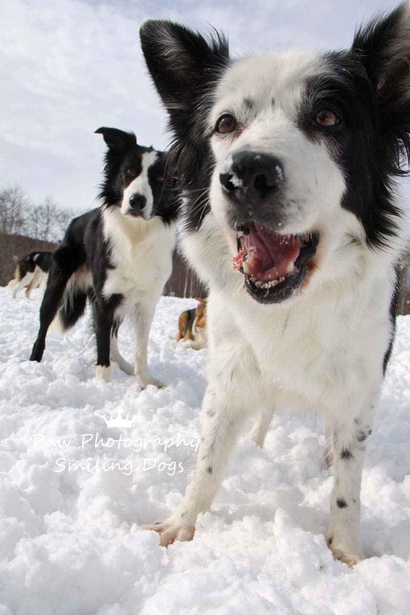 春の雪は重い・・・から、犬達が疲れる・・・で、寝てくれる_e0113228_193075.jpg