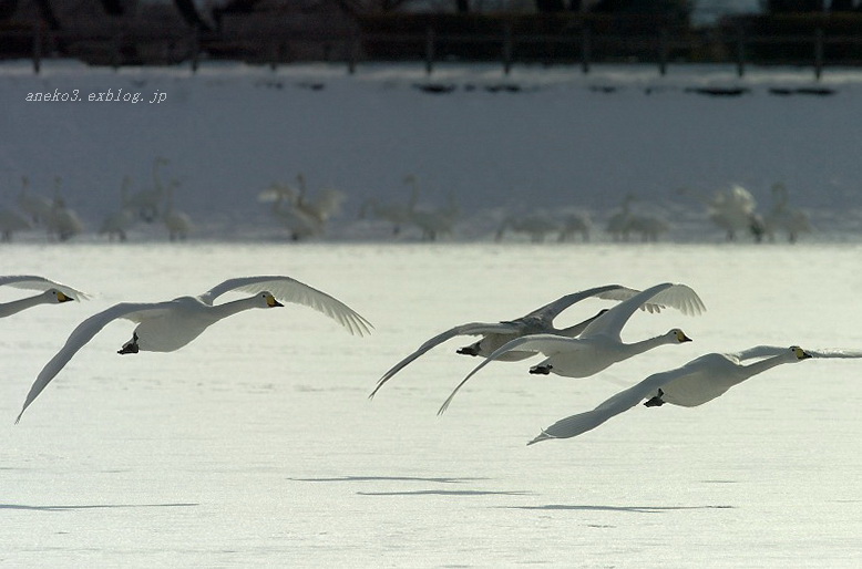 みちのく白鳥達 １５_d0067934_8451434.jpg