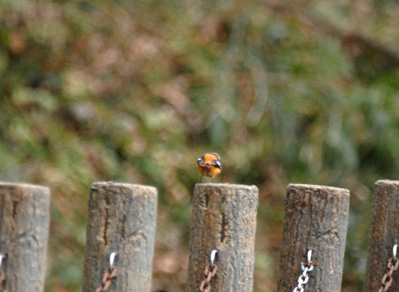 雄のジョウビタキ Daurian Redstart_f0206939_20561995.jpg