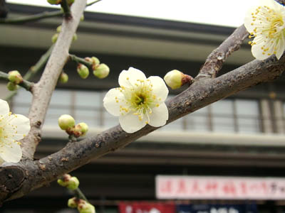 b0019140_1412443.jpg