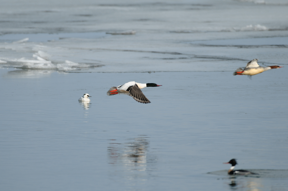 アイサ3種 鳥 撮り トリミング アイサ3種 鳥 撮り トリミング