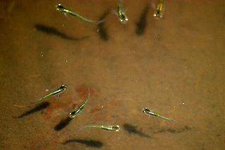 d0052263_8595679.jpg