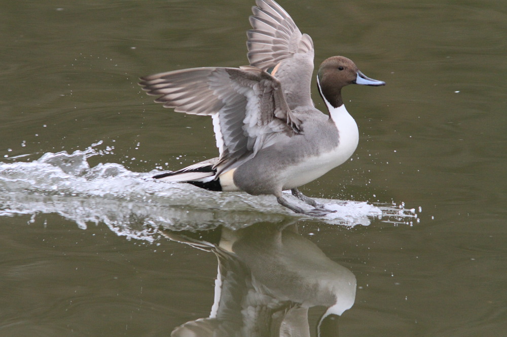 オナガガモ 飛翔と着水 翼を広げて 蝶鳥ウォッチング