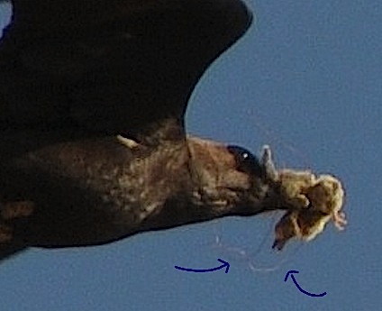 e0066474_2215619.jpg