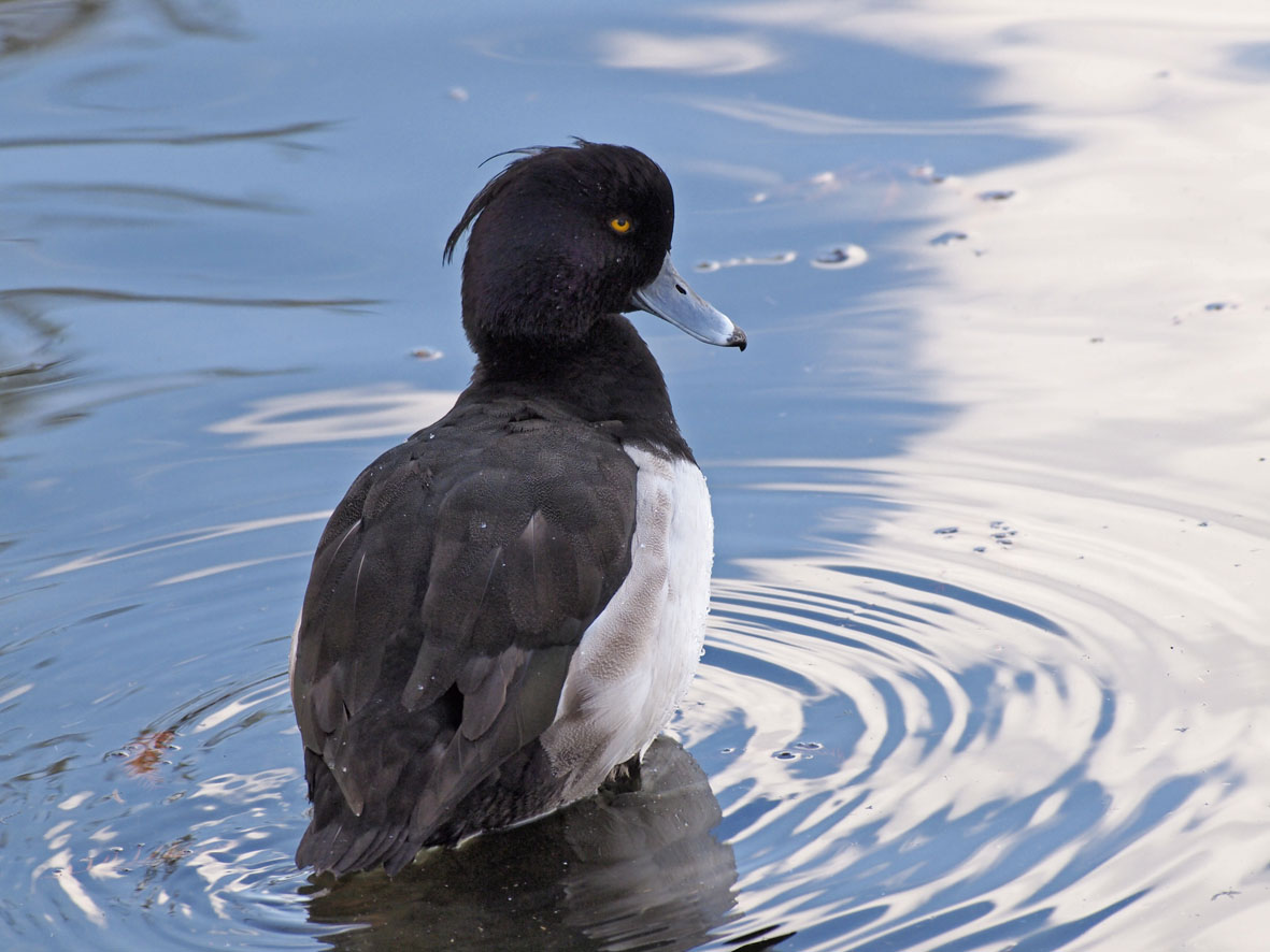 水鳥のいる風景_a0110584_21391581.jpg