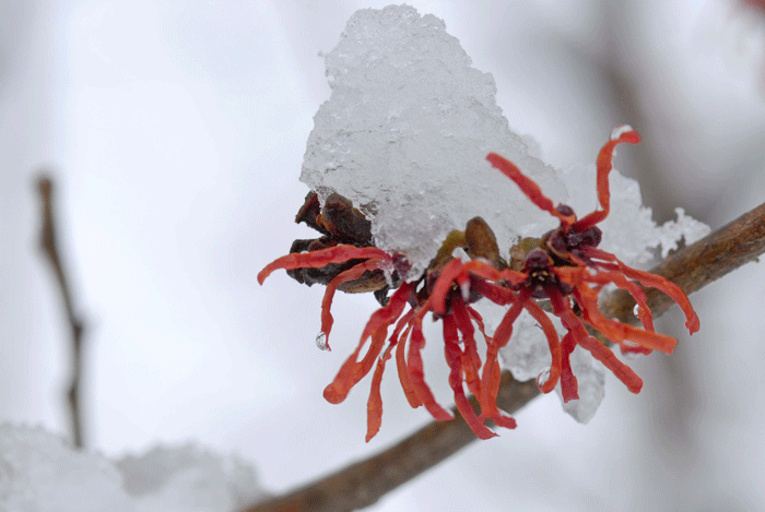 春の淡雪　　＜舞岡公園＞_e0248688_183141.gif