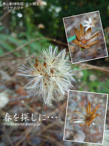 『春を探しに･･･。』 東山動植物園vol.52_b0142197_915199.jpg