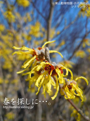 『春を探しに･･･。』 東山動植物園vol.52_b0142197_9228.jpg