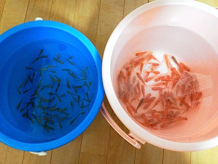 すっぽん飼育 生き餌のまとめ買い 幸せを探しだすこぶた