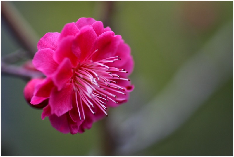 中山法華経寺の梅と猫_b0228800_1524761.jpg