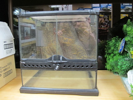 アクア用品だけじゃない!ビバリウム用品も在庫豊富です^^_a0193105_1382077.jpg