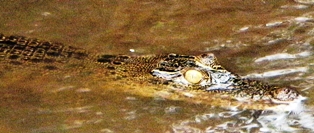 c0247308_1543730.jpg