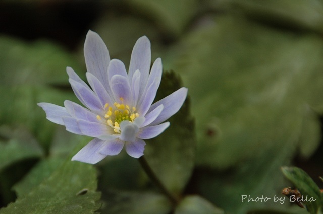 自然教育園（早春の花　ユキワリイチゲなど）_f0012718_14598.jpg