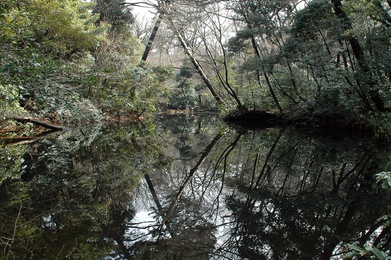 自然教育園（早春の花　ユキワリイチゲなど）_f0012718_2324385.jpg