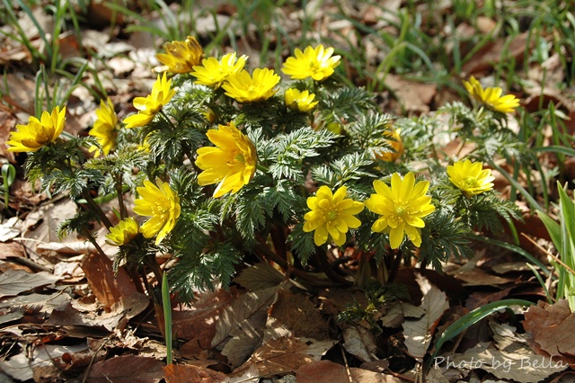 自然教育園（早春の花　ユキワリイチゲなど）_f0012718_2371297.jpg