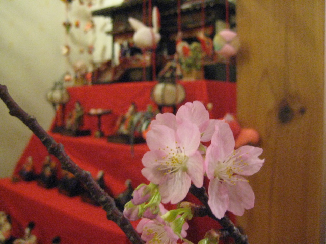 頂いた 沼川桜が見ごろになりました!!_b0093221_19215455.jpg