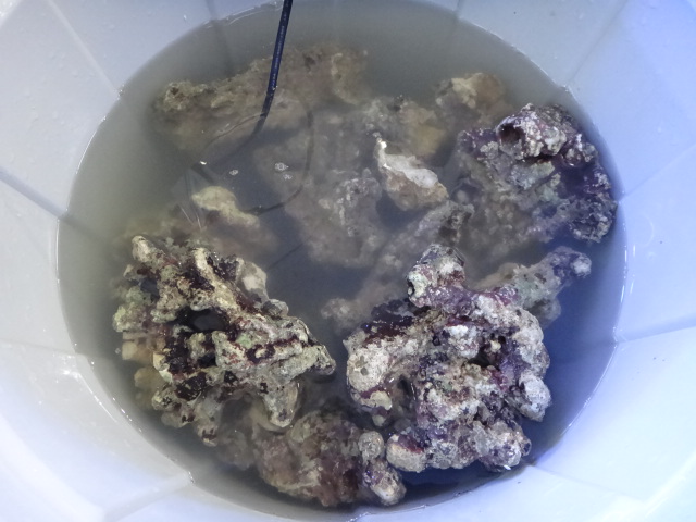 120307 海水魚・サンゴ・水草・淡水魚_f0189122_1301234.jpg