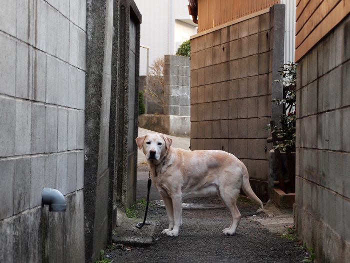 冬の散歩道で_b0244424_126898.jpg