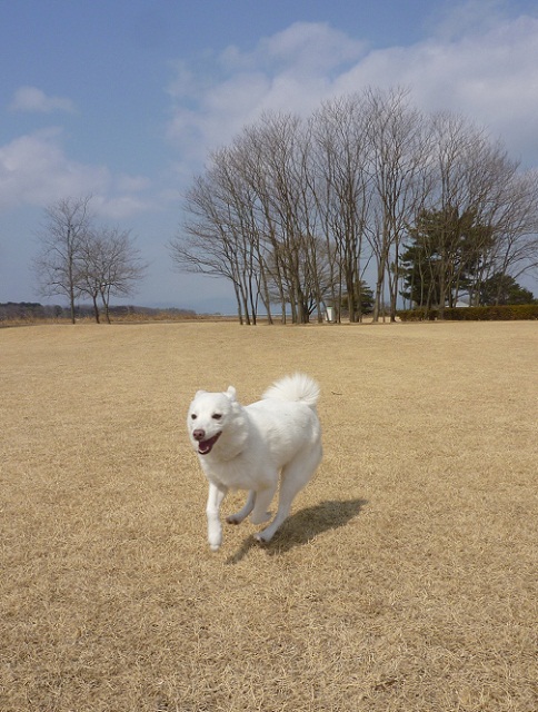 犬連れ小旅行　その3_a0024829_10964.jpg