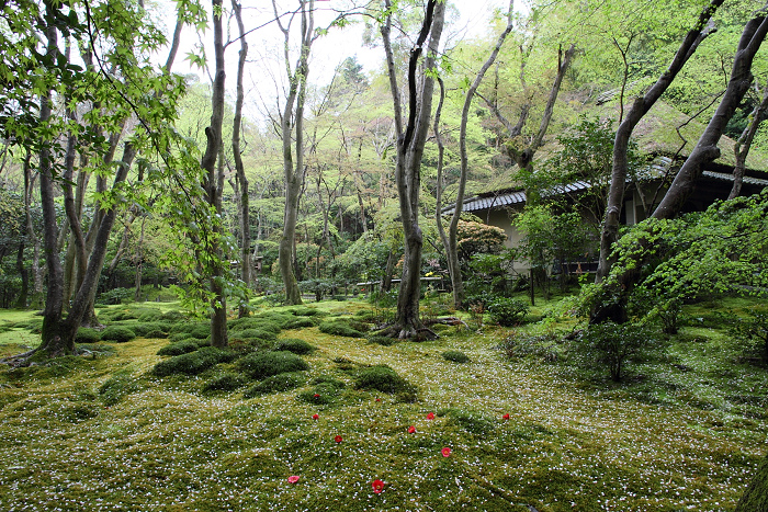 嵯峨野桜巡り －祇王寺（前編）－_b0169330_9134272.jpg