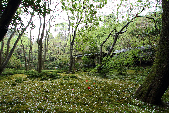 嵯峨野桜巡り －祇王寺（前編）－_b0169330_9135316.jpg