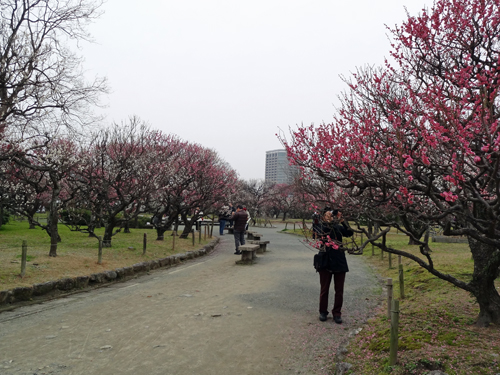 福岡城址・舞鶴公園梅観賞　2012年3月7日_a0129233_21503757.jpg