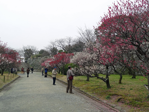 福岡城址・舞鶴公園梅観賞　2012年3月7日_a0129233_2150827.jpg