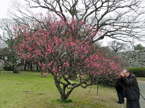 福岡城址・舞鶴公園梅観賞　2012年3月7日_a0129233_2151395.jpg