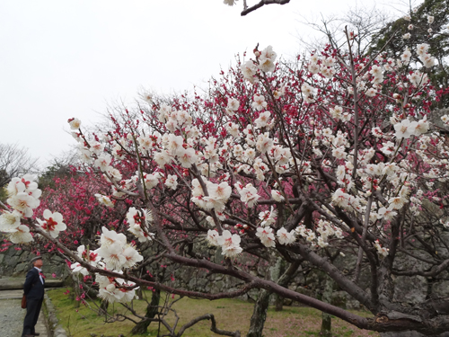 福岡城址・舞鶴公園梅観賞　2012年3月7日_a0129233_2152193.jpg