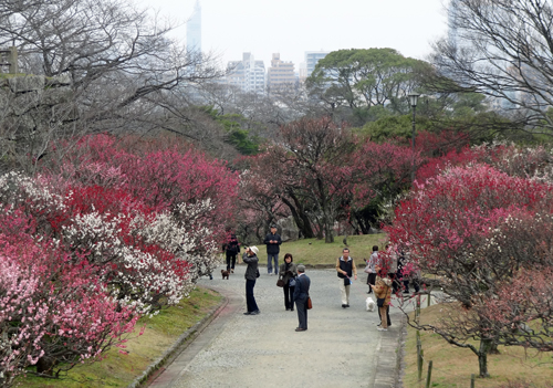 福岡城址・舞鶴公園梅観賞　2012年3月7日_a0129233_21522124.jpg