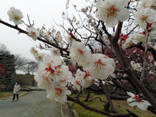 福岡城址・舞鶴公園梅観賞　2012年3月7日_a0129233_21531782.jpg