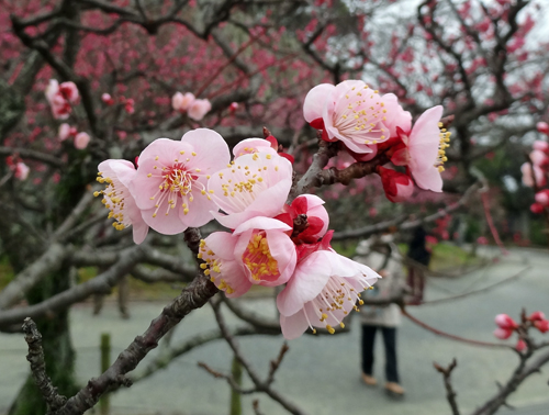 福岡城址・舞鶴公園梅観賞　2012年3月7日_a0129233_21533768.jpg