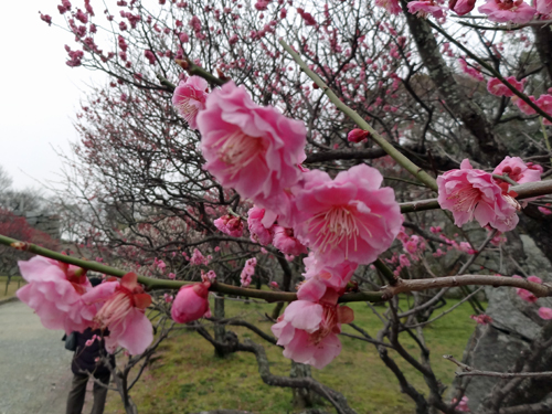 福岡城址・舞鶴公園梅観賞　2012年3月7日_a0129233_21541231.jpg