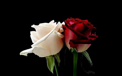 白薔薇と赤薔薇 合わせて１００本選ぶなら どんな比率 Lovelovelove