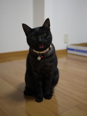 猫のお友だち みーちゃん編。_a0143140_149287.jpg