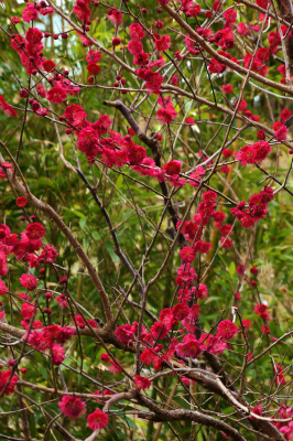 桜の花_d0052340_202756.jpg