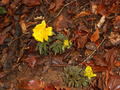 仰烏帽子山の福寿草_a0206345_19293811.jpg