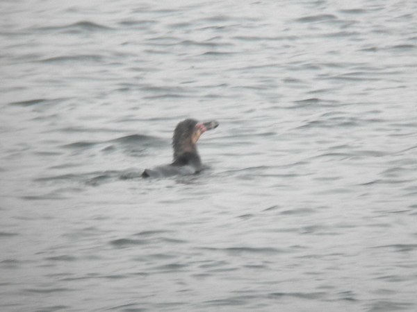 フンボルトペンギンの情報を集めています_e0046474_1634266.jpg